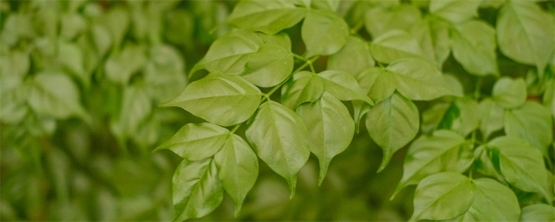 幸福樹(shù)放在家里哪個(gè)位置最吉利 幸福樹(shù)放在家里哪個(gè)位置最吉利