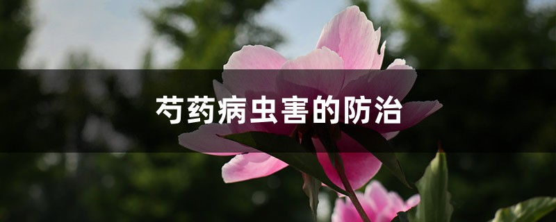 芍藥病蟲害的防治，芍藥需要驅(qū)蟲嗎