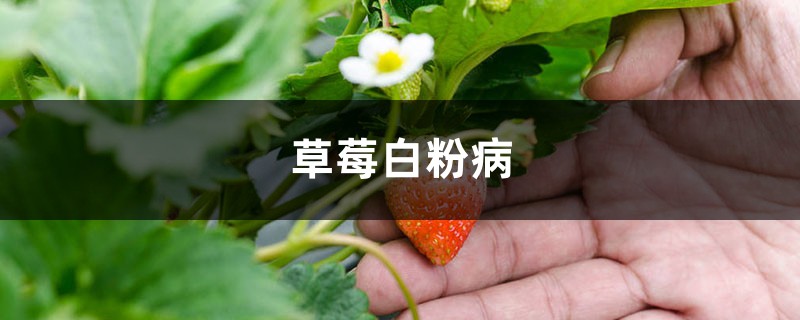 草莓白粉病怎么治療 草莓白粉病怎么治療