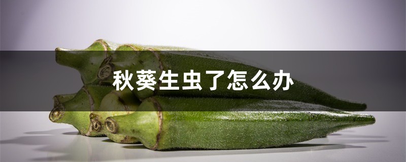秋葵生蟲了怎么辦，秋葵長了蚜蟲怎么處理