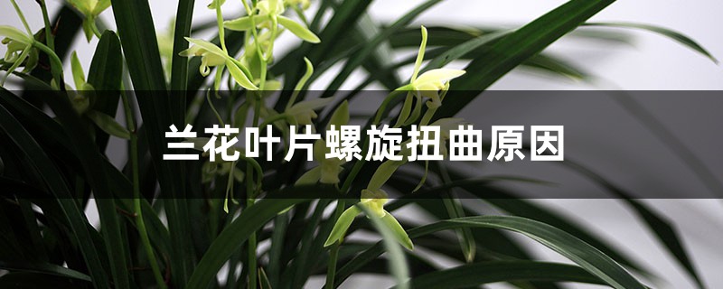 蘭花葉片螺旋扭曲原因，葉面卷曲會(huì)恢復(fù)嗎