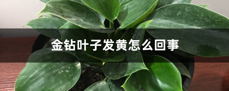 金鉆葉子發(fā)黃怎么回事，怎么辦