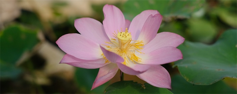 家里養(yǎng)荷花風(fēng)水禁忌 家里養(yǎng)荷花風(fēng)水禁忌