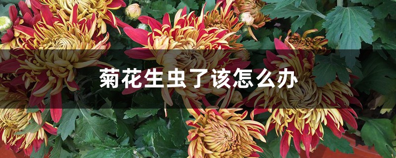 菊花生蟲了該怎么辦 菊花生蟲了該怎么辦