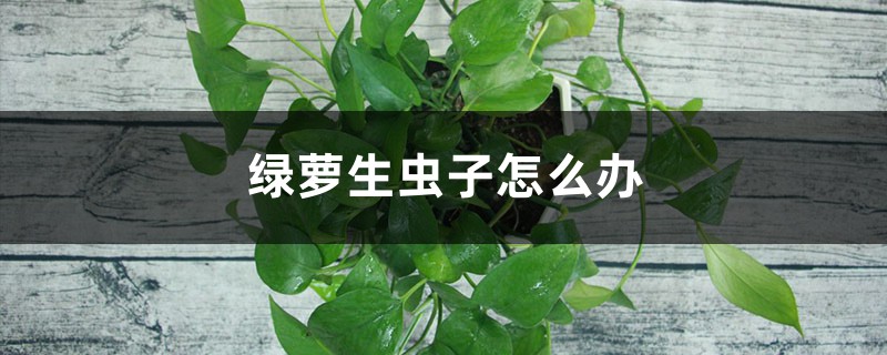 綠蘿生蟲子怎么辦 綠蘿生蟲子怎么辦