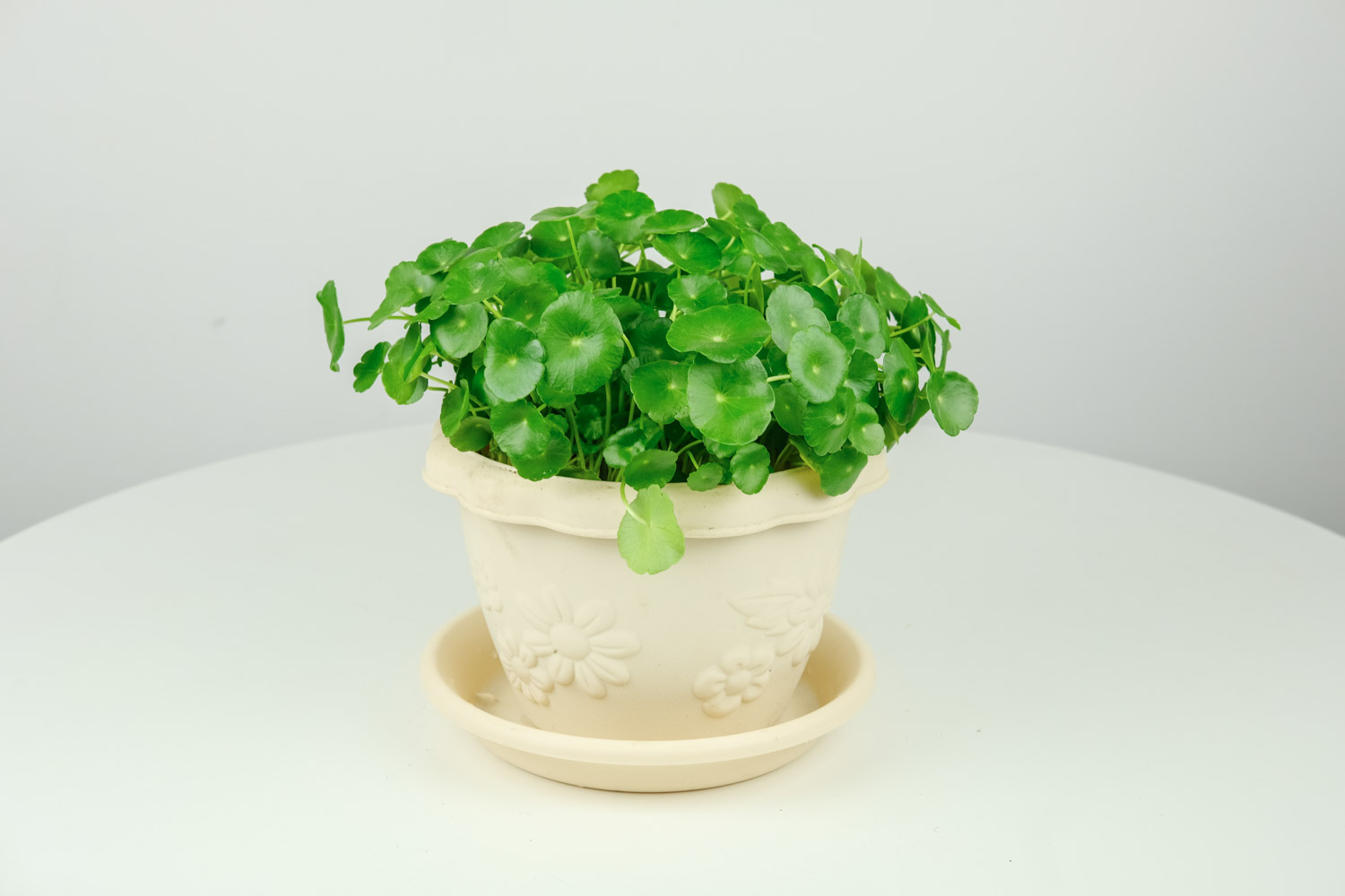 銅錢草