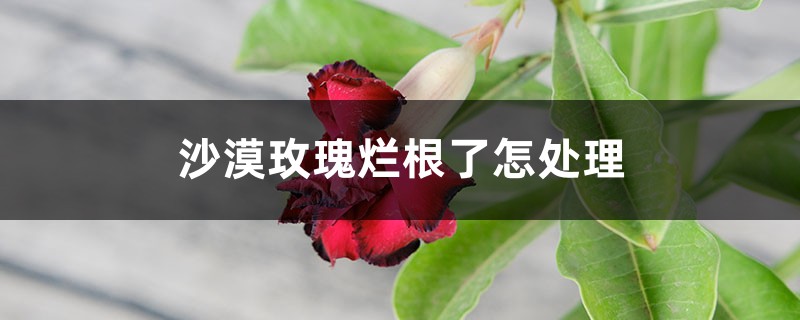 沙漠玫瑰爛根了怎處理 沙漠玫瑰爛根了怎處理