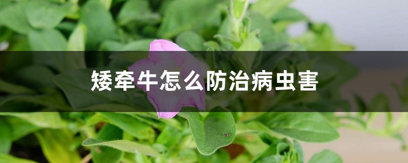 矮牽牛的病蟲害防治大全 矮牽牛的病蟲害防治大全