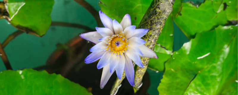 睡蓮的寓意和象征風(fēng)水 睡蓮的寓意和象征風(fēng)水