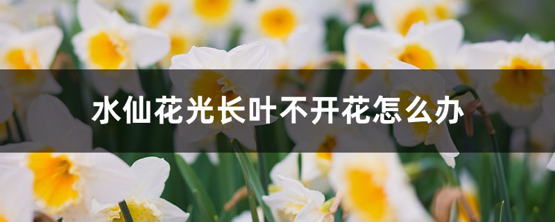 水仙花光長葉不開花怎么辦，不開花是什么原因
