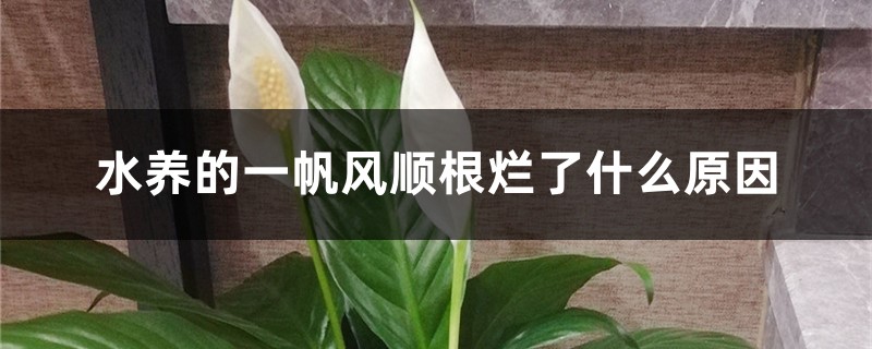 水養(yǎng)的一帆風(fēng)順根爛了什么原因，爛根怎么處理