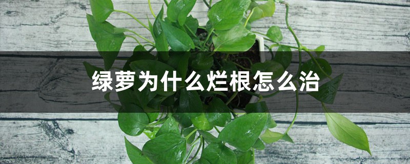 綠蘿為什么爛根怎么治 綠蘿為什么爛根怎么治