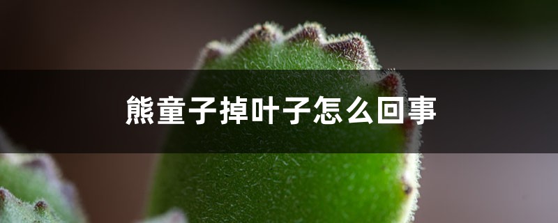 熊童子掉葉子怎么回事，掉的葉子能栽嗎