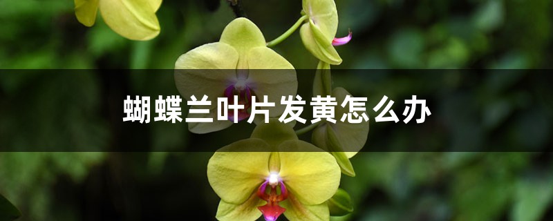 蝴蝶蘭葉片發(fā)黃怎么辦，怎么回事