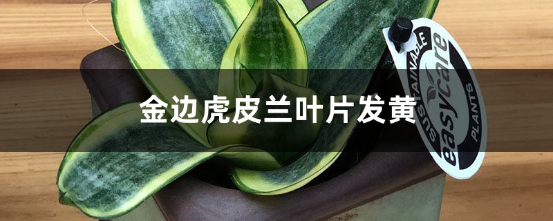 金邊虎皮蘭黃葉的原因和處理辦法 金邊虎皮蘭黃葉的原因和處理辦法