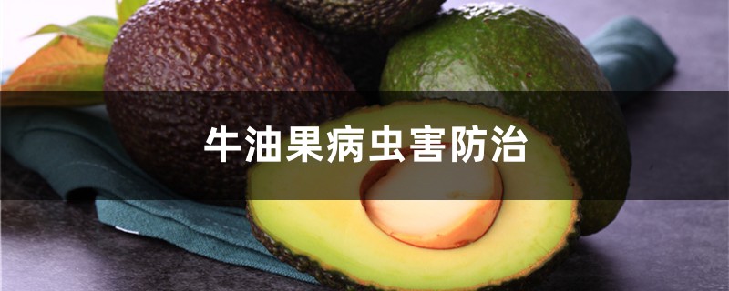牛油果病蟲害防治，牛油果幼苗病蟲害
