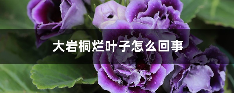 大巖桐爛葉子怎么回事，怎么辦