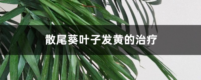 散尾葵葉子發(fā)黃的治療，黃葉怎么回事