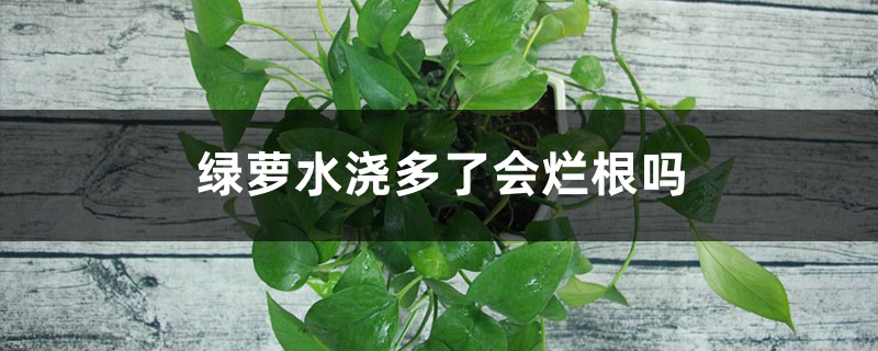 綠蘿水澆多了會(huì)爛根嗎 綠蘿水澆多了會(huì)爛根嗎