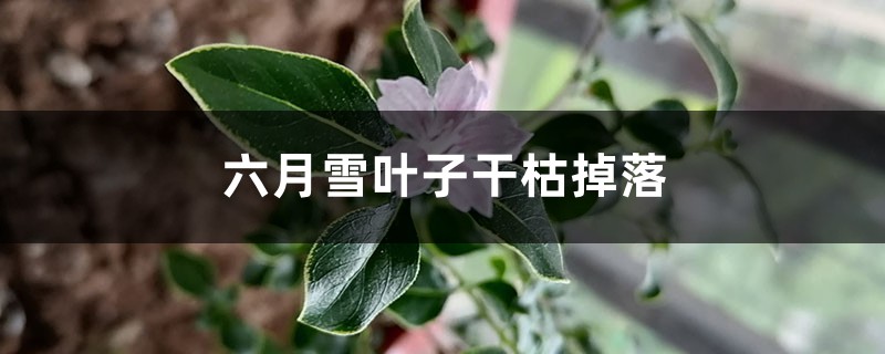 六月雪葉子干枯掉落怎么辦 六月雪葉子干枯掉落怎么辦