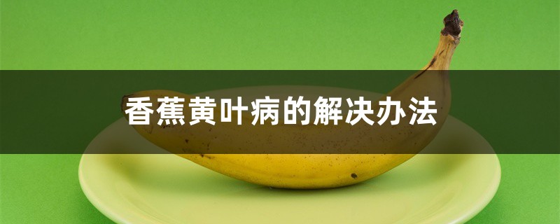 香蕉黃葉病的解決辦法 香蕉黃葉病的解決辦法