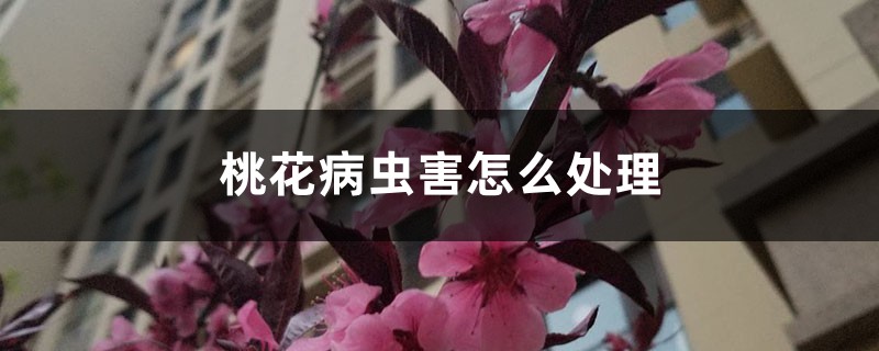 桃花病蟲(chóng)害怎么處理，桃花蟲(chóng)害癥狀