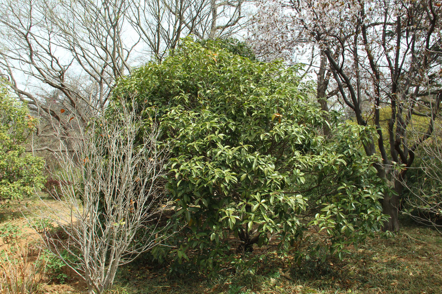 桂花樹(shù)