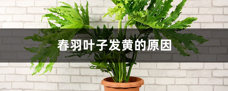 春羽葉子發(fā)黃的原因，黃葉怎么辦