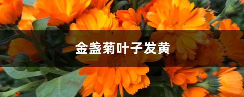 金盞菊黃葉的原因和處理辦法 金盞菊黃葉的原因和處理辦法