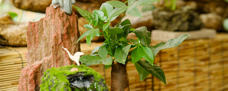 客廳放什么植物旺財(cái)而且全家身體好 客廳放什么植物旺財(cái)而且全家身體好