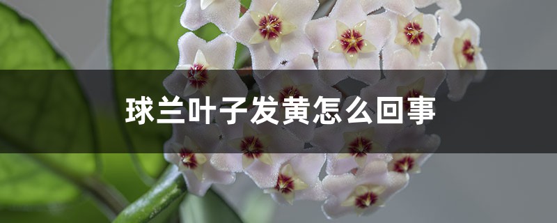 球蘭葉子發(fā)黃怎么回事，為什么會(huì)黃葉