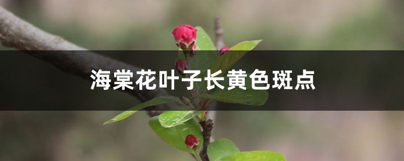 海棠花葉子長(zhǎng)黃色斑點(diǎn)的原因 海棠花葉子長(zhǎng)黃色斑點(diǎn)的原因