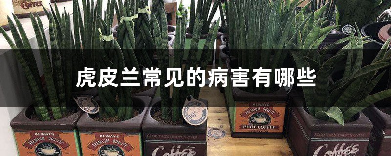 虎皮蘭常見的病害有哪些，如何進(jìn)行防治