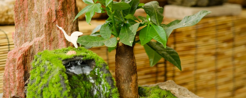 門口放什么植物招財(cái) 門口放什么植物招財(cái)