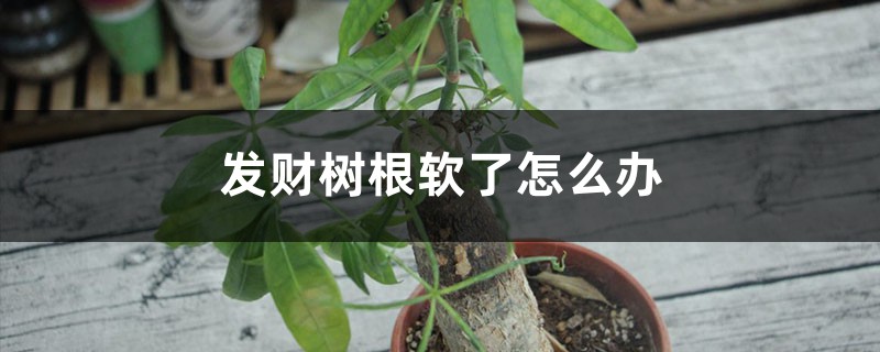發(fā)財(cái)樹根軟了怎么辦 發(fā)財(cái)樹根軟了怎么辦