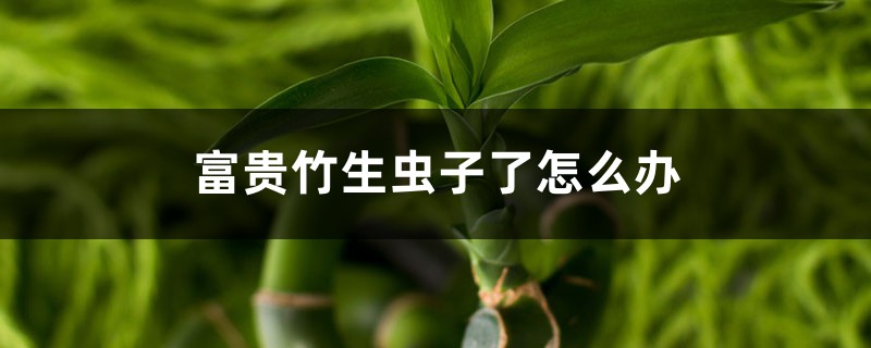 富貴竹生蟲是怎么回事，富貴竹生蟲子了怎么辦