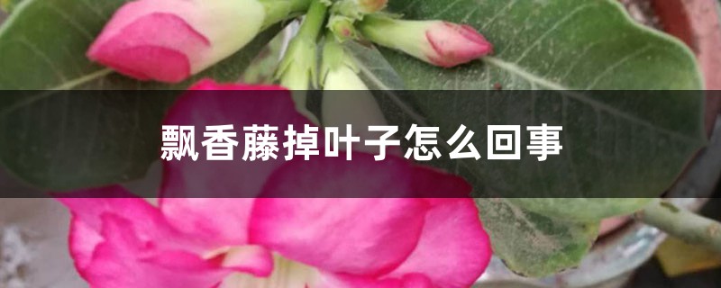 飄香藤掉葉子怎么回事，怎么辦
