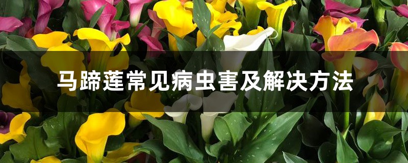 馬蹄蓮常見病蟲害及解決方法 馬蹄蓮常見病蟲害及解決方法