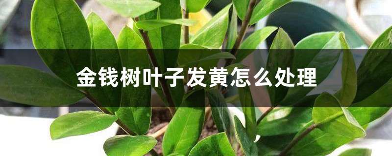 金錢樹葉子發(fā)黃怎么處理，葉子發(fā)黃咋補救