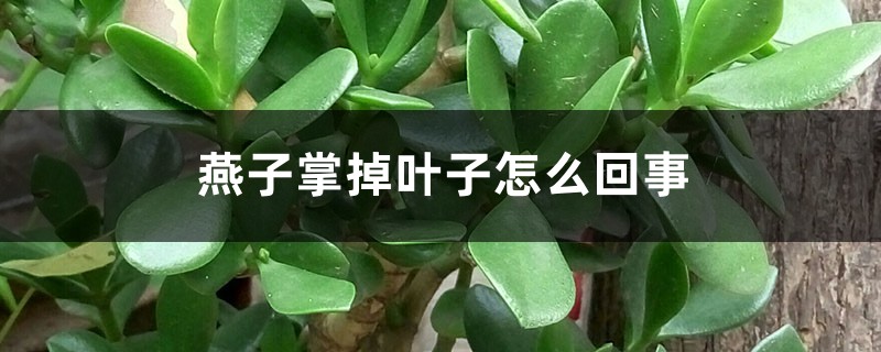燕子掌掉葉子怎么回事，怎么辦