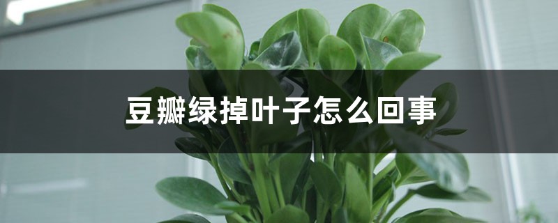 豆瓣綠掉葉子怎么回事，怎么補(bǔ)救