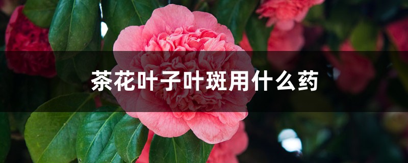茶花葉子葉斑用什么藥 茶花葉子葉斑用什么藥