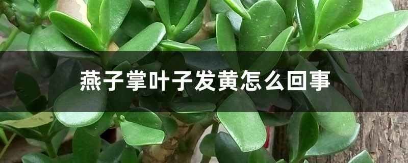 燕子掌葉子發(fā)黃怎么回事，怎么辦