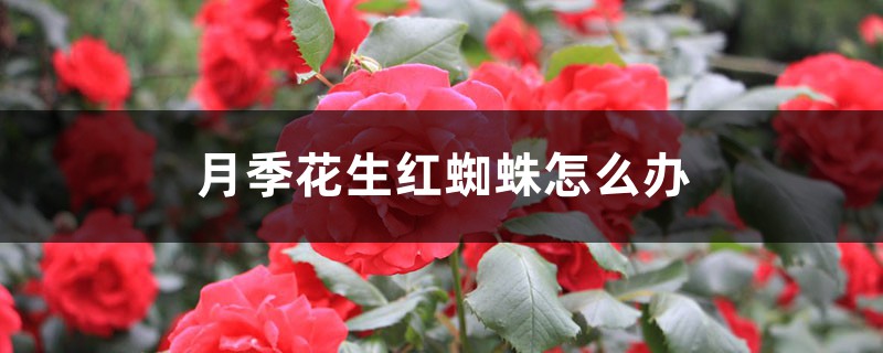 月季花生紅蜘蛛怎么辦 月季花生紅蜘蛛怎么辦