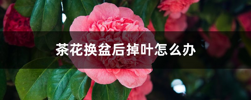 茶花換盆后掉葉怎么辦，茶花怎么服盆