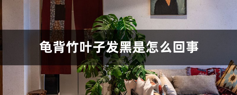龜背竹葉子發(fā)黑是怎么回事，怎么解決