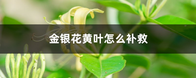 金銀花黃葉的原因和處理辦法 金銀花黃葉的原因和處理辦法