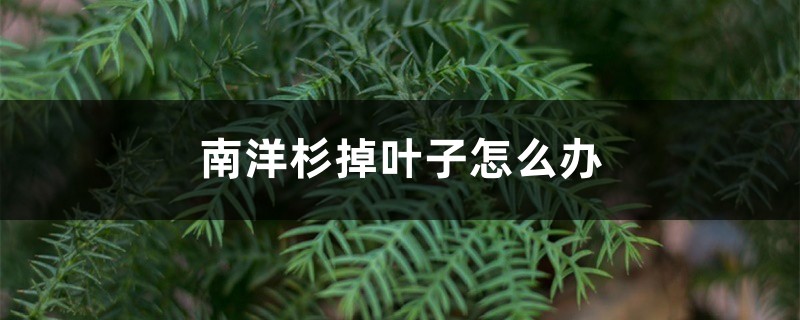 南洋杉掉葉子怎么辦，黃葉怎么辦