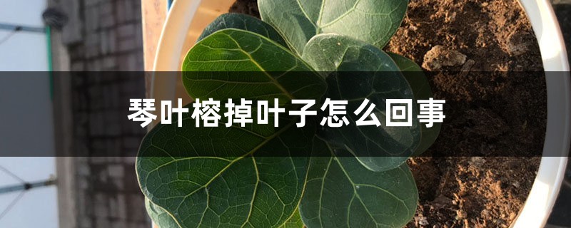 琴葉榕掉葉子怎么回事，怎么拯救