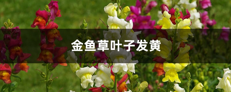 金魚草黃葉的原因和處理辦法 金魚草黃葉的原因和處理辦法